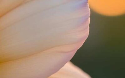 How to Frame Close-Up Shots Perfectly